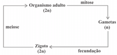 Os Seres Vivos Apresentam Diferentes Ciclos De Vida Cara