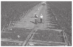 Exploração vinícola no Chile