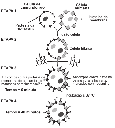 Esquema de modificação da célula