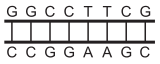 Segmentos de DNA 1