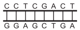 Segmentos de DNA 2