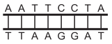 Segmentos de DNA 3
