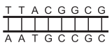 Segmentos de DNA 4