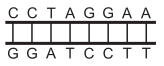 Segmentos de DNA 5