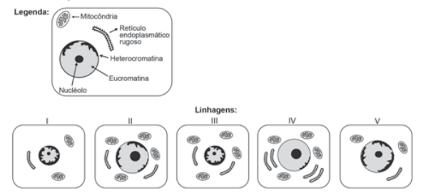 Figura das linhagens