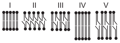 Imagem de bicamadas lipídicas com diferentes composições de fosfolipídios