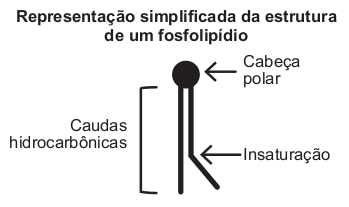 Representação simplificada da estrutura de um fosfolipídio