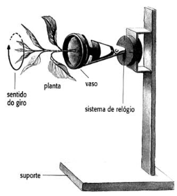 Imagem de um planta com o seu crescimento