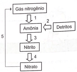 Imagem do ciclo do nitrogênio e suas etapas
