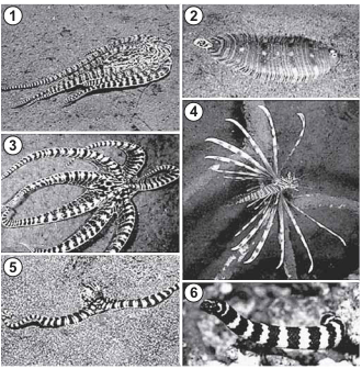 As imagens 1, 3, e 5 apresentam polvos mimetizando, respectivamente, um peixe-linguado (2), um peixe-leão (4) e uma serpente-marinha (6).