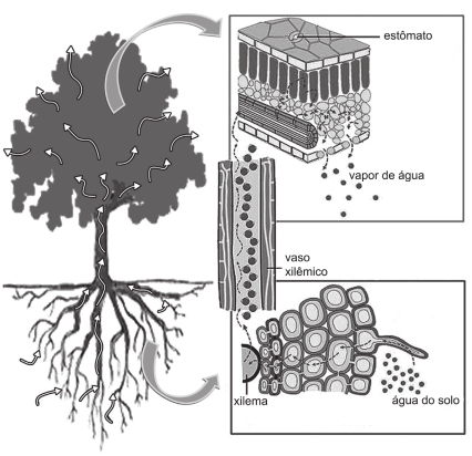 A figura ilustra o movimento da seiva xilêmica em uma planta.