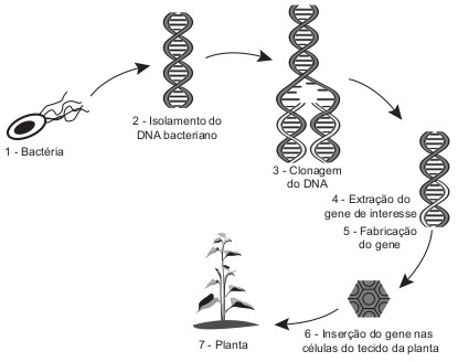 Esquema do procedimento