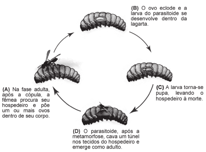 Imagem com o Ciclo de vida de um inseto parasitoide de lagartas