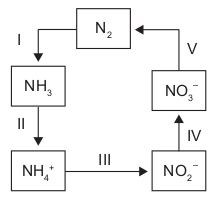 Imagem do ciclo de nitrogênio