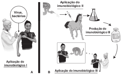 Imagem sobre imunologia de Humano