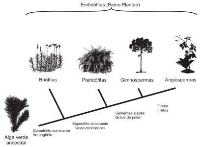 A imagem representa o processo de evolução das plantas e algumas de suas estruturas