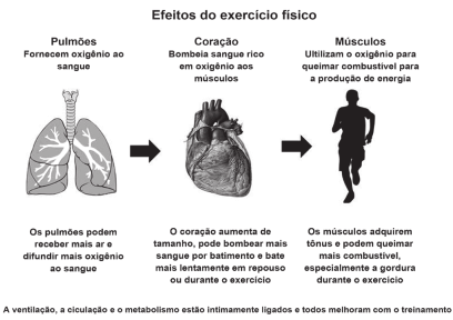efeitos fisiológicos do exercício físico no organismo