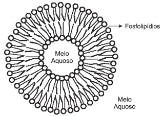 Figura das estruturas formadas por uma bicamada lipídica