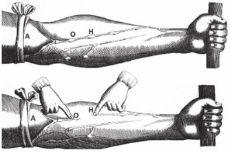 A imagem representa uma ilustração do processo de circulação do sangue no corpo humano