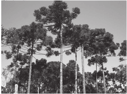 A imagem retrata a araucária