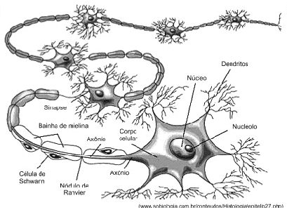 A figura ilustra uma organização sequencial de neurônios nos quais a sinapse é química, e mediada por neurotransmissores.