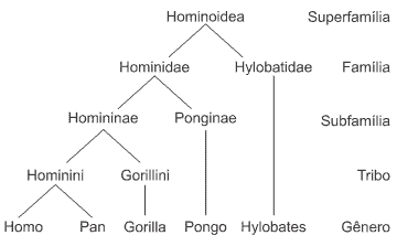 O cladograma abaixo representa relações evolutivas entre membros da Superfamília Hominoidea,