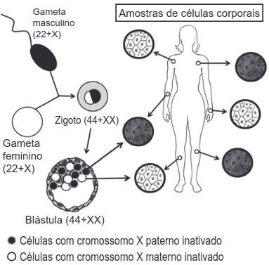 Na figura está representado o mosaicismo em função da inativação aleatória de um dos cromossomos X