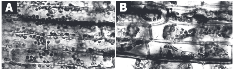 As figuras A e B mostram um tecido vegetal observado sob microscópio