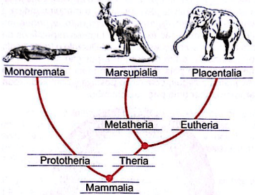 cladograma para a questão