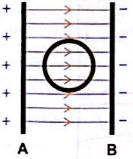 esquema do formato das linhas de campo 1