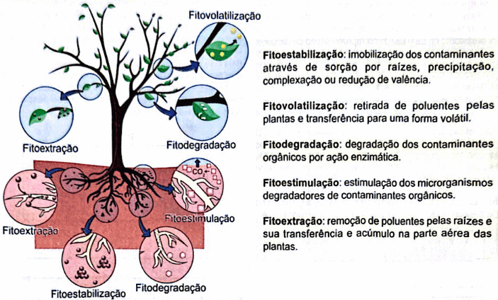 figura dessa tecnica
