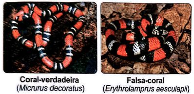 Nas fotografias, são apresentados exemplos dessas serpentes: uma coral-verdadeira e uma falsa-coral.