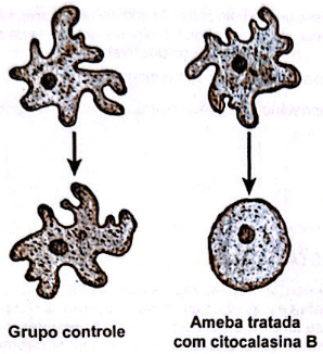 O esquema representa um experimento feito com células do protozoário Amoeba proteus