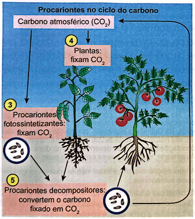 Procariontes no ciclo do carbono