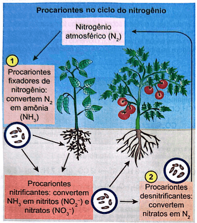 Procariontes no ciclo do nitrogenio
