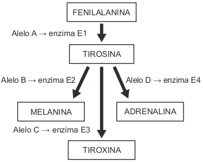 O esquema representa alguns passos de uma série de reações metabólicas transformando o aminoácido fenilalanina em quatro possíveis substâncias