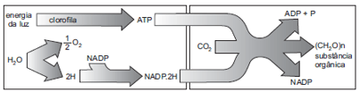 A figura abaixo esquematiza as etapas que ocorrem durante todo o processo fotossintético.