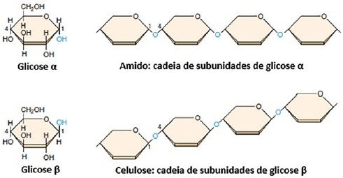 A figura a seguir ilustra a composição de dois carboidratos, o amido e a celulose.