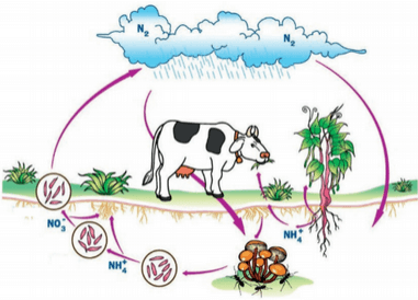 imagem do ciclo do nitrogênio esquemnatizado acima
