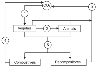 imagem do ciclo do carbono na natureza