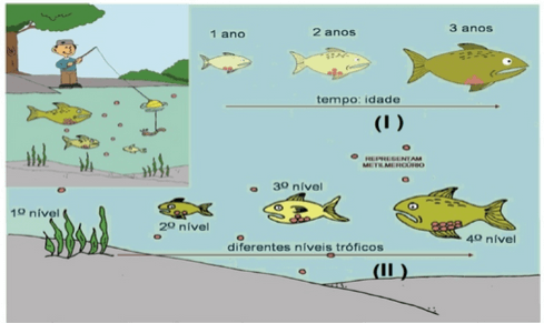 A figura a seguir representa um ecossistema aquático com diferentes níveis tróficos em que a substância metilmercúrio é encontrada