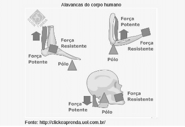 figura de alavancas do corpo humano