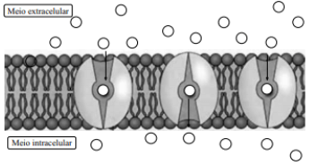 A figura ilustra a maneira como certas moléculas atravessam a membrana da célula sem gastar energia,