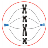 A figura mostra uma célula em processo de divisão.