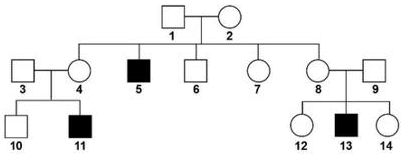 O heredograma a seguir mostra a herança da hemofilia em uma família