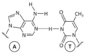 adenina - timina 1