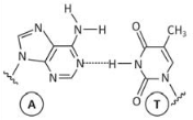 Adenina - Timina 2