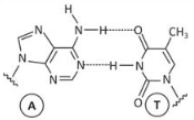 Adenina - Timina 3