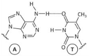 Adenina - Timina 4