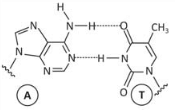 Adenina - Timina 5